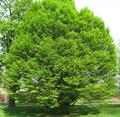 Carpinus betulus